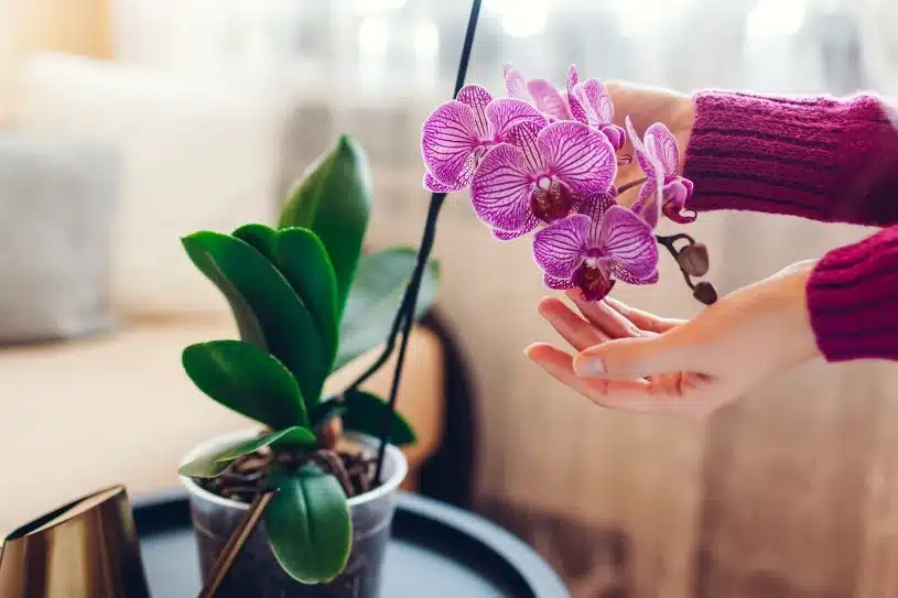 Zastřihněte a pečujte o svou orchidej. Nové poupata se objeví dříve, než si myslíte.