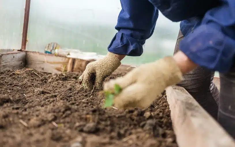 Tyto zeleniny můžete zasít již v lednu. Sklizeň budete mít dříve než vaši sousedé.