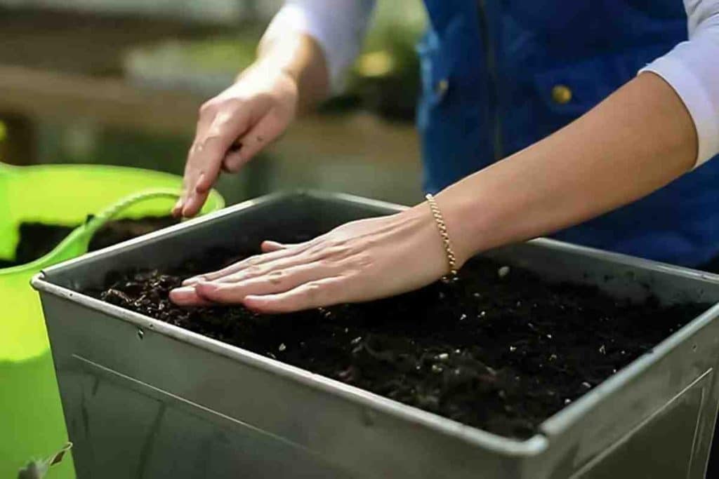 Tyto zeleniny můžete zasít již v lednu. Sklizeň budete mít dříve než vaši sousedé.