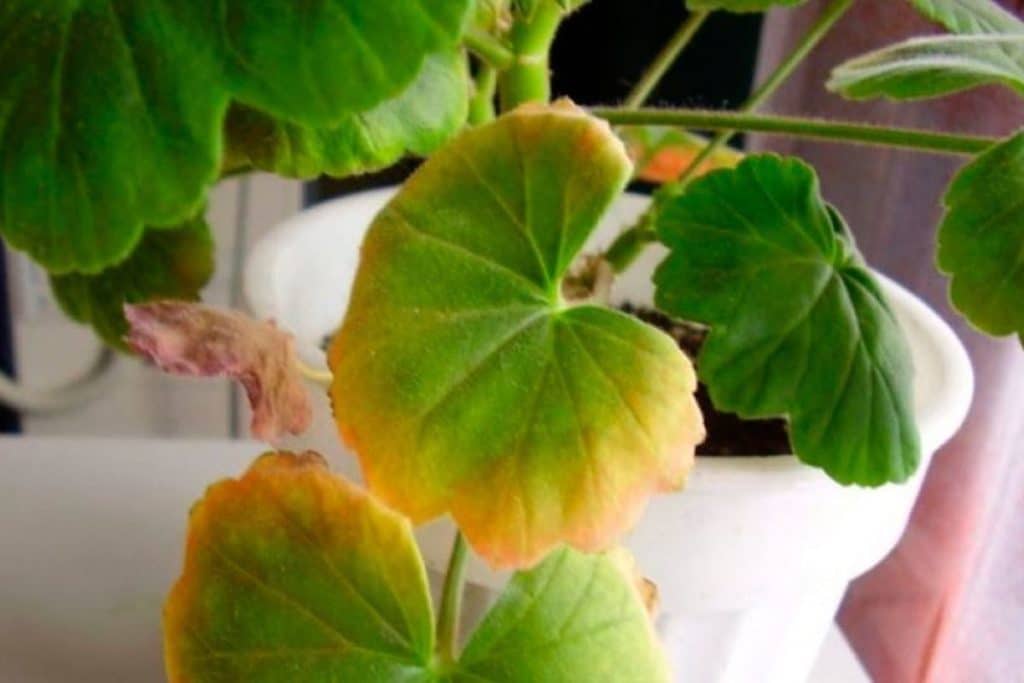 Proč listy rostlin v zimě usychají, i když je zaléváme?