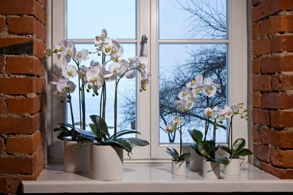 Péče o orchideje, která stimuluje kvetení. Na výhoncích se objeví poupata a listy přestanou žloutnout.