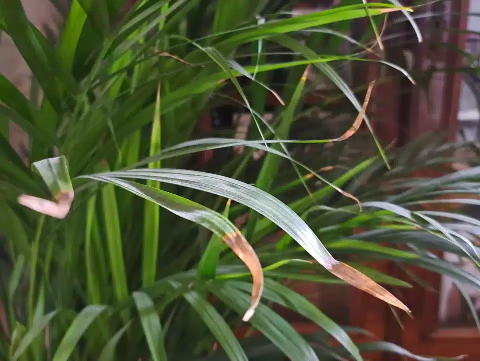 Všechno začíná celkem nevinně. Hnědé špičky listů jsou varovným signálem, který v zimě nesmíte ignorovat.