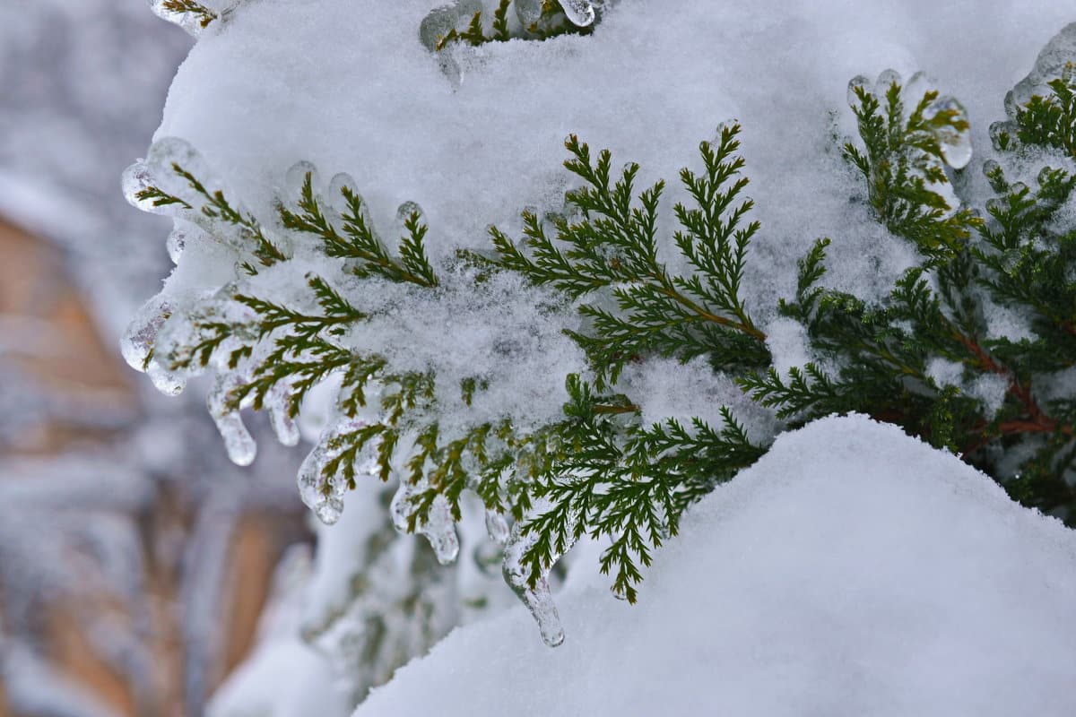Vaše tui vypadají bledě a matně? Takto jim můžete vrátit jasně zelenou barvu.