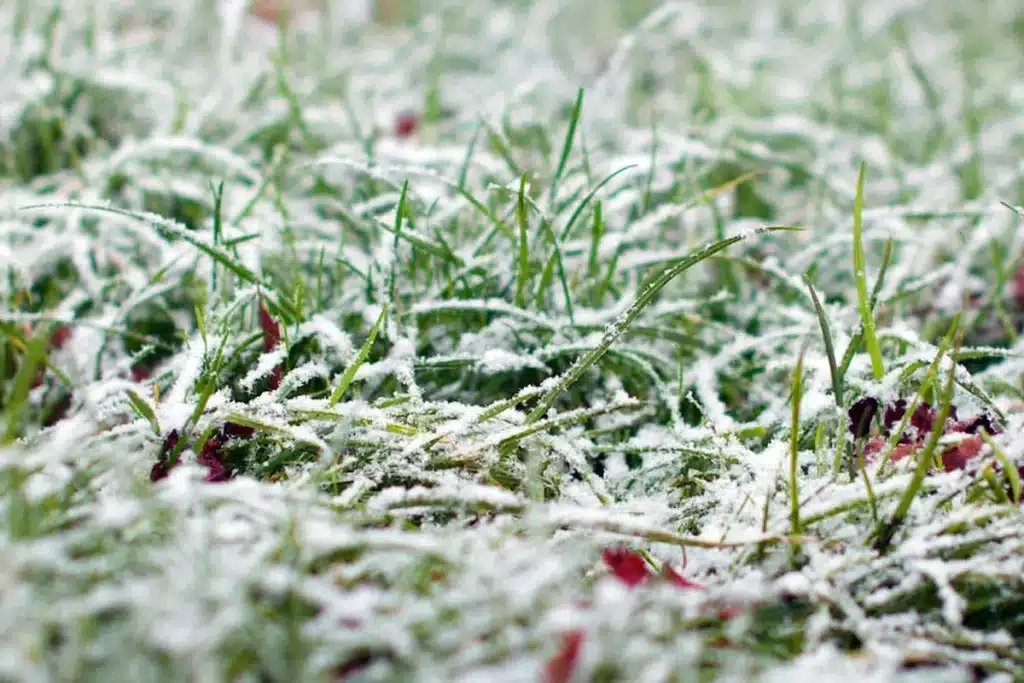 Je váš trávník pokrytý sněhem? Buďte opatrní, škody mohou být obrovské.