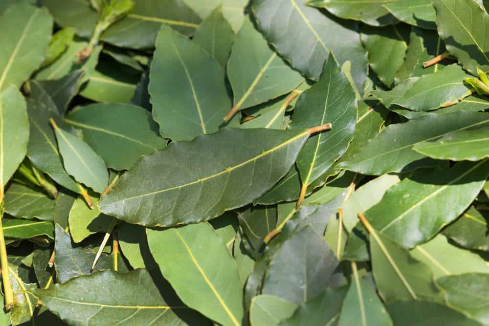 Svake večeri kod kuće palim lovorove listove: ova metoda koju su koristili moji preci i danas djeluje.