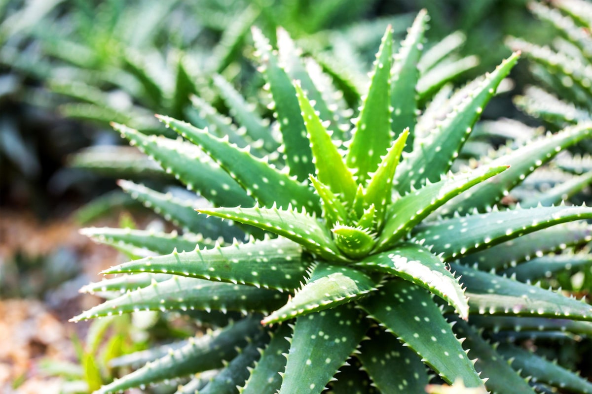 Stručnjak za biljke: 