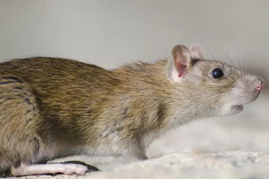 Máte doma krysy? Tyto přírodní metody jsou účinné a bezpečné pro vaši rodinu!