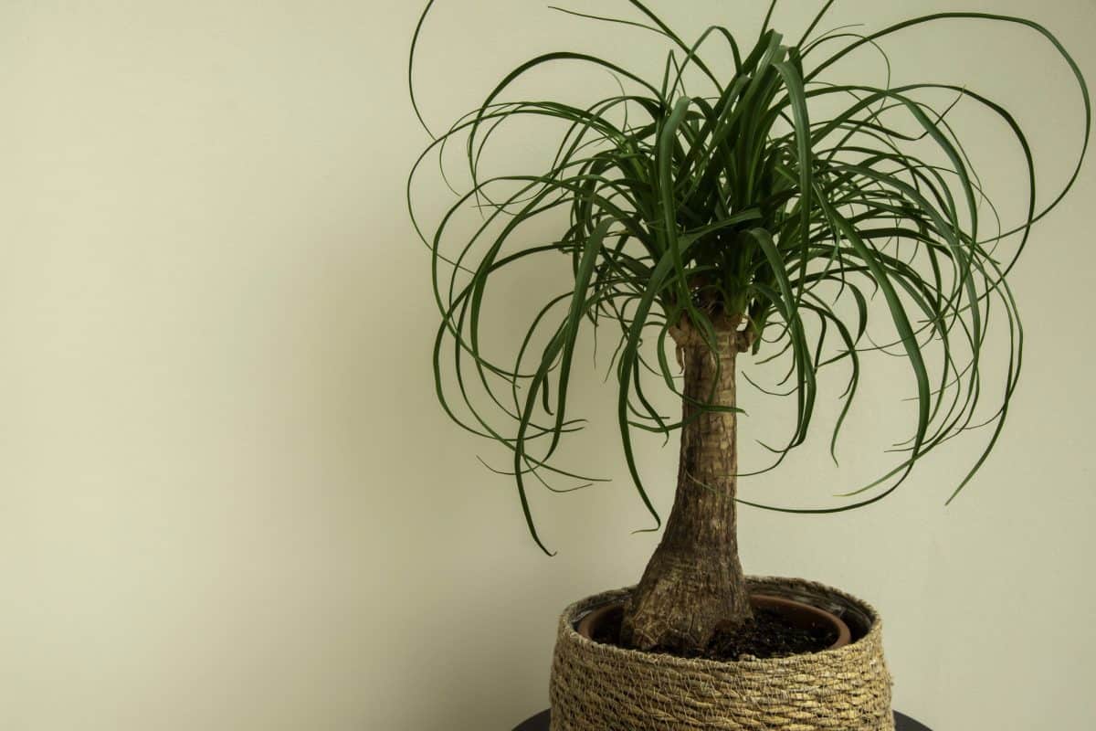 Tato rostlina je prakticky nezničitelná. Moje tchyně ji nazývá „sloní nohou“.