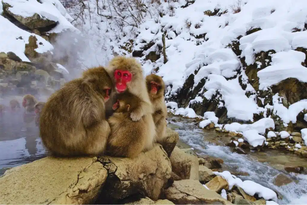 Mýlili jsme se v tom, jak to všechno začalo. Historie primátů se nepsala pod palmami, ale v drsných zimách.