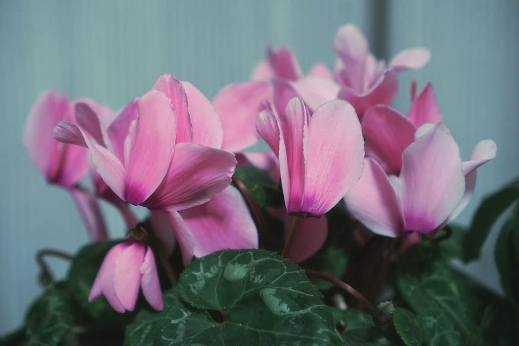 To samé udělejte s cyklámeny v zimě. Vaši sousedé vám budou závidět vaše květiny.