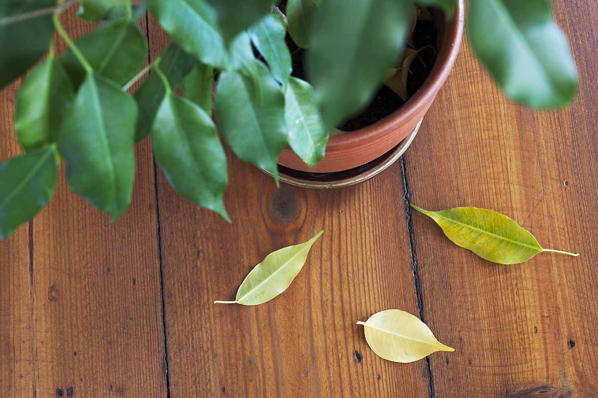 Proč listy rostlin v zimě usychají, i když je zaléváme?