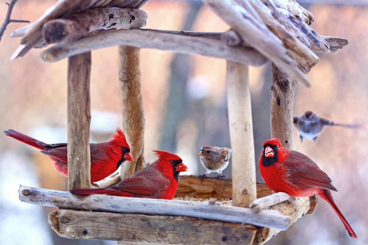 Jediný zimní plod, který podle ornitologů přivede sýkorky zpět do vaší zahrady.
