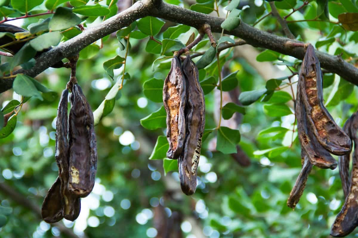 Je stejně prospěšný jako kakao, ale málokdo o něm ví. Stabilizuje hladinu cukru v krvi, posiluje kosti a zlepšuje činnost střev.