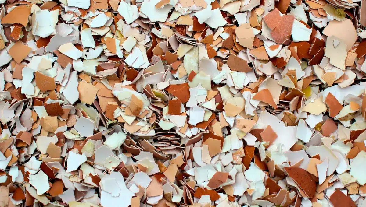 Pokud máte doma vaječné skořápky, máte v rukou skutečný poklad: k čemu a jak je použít?