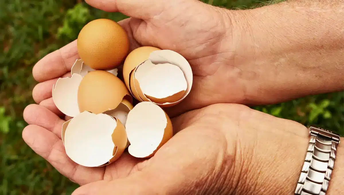 Pokud máte doma vaječné skořápky, máte v rukou skutečný poklad: k čemu a jak je použít?