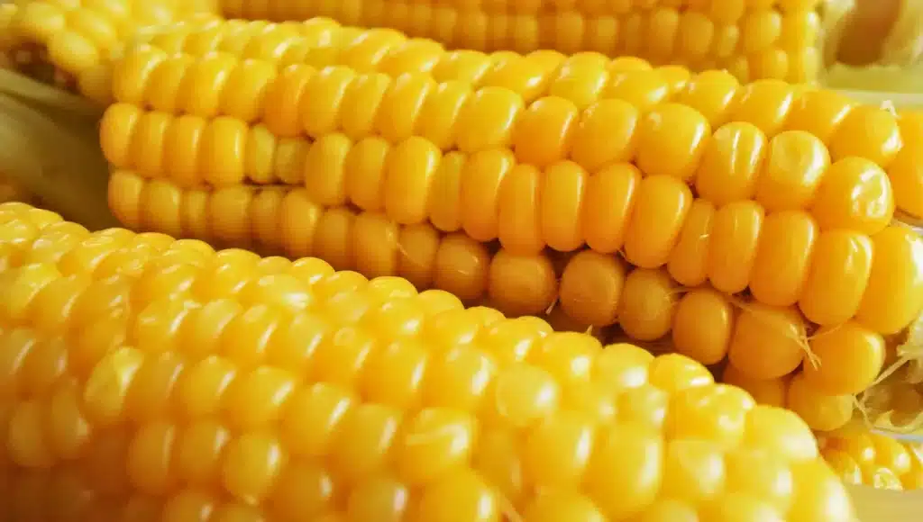 Můj tajemství zmrazování kukuřice: ideální pro to, abyste ji měli vždy po ruce .