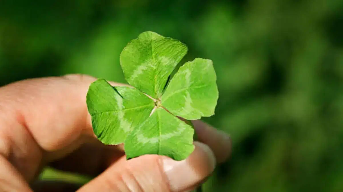 Položte hrst rýže u vchodových dveří: proč se to doporučuje