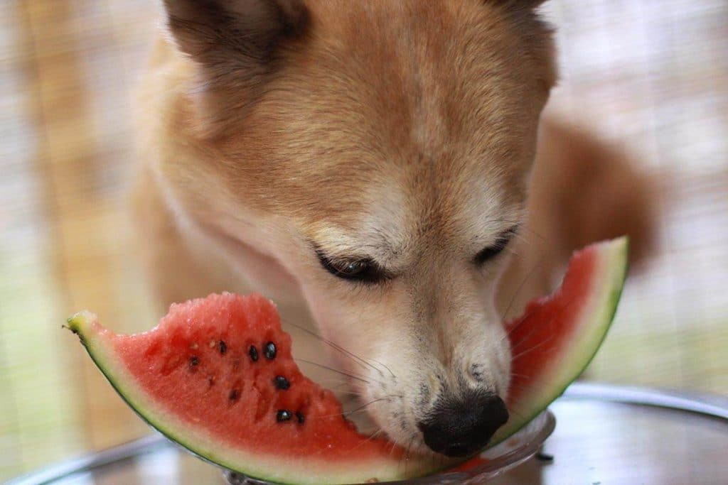 Ani banán, ani jablko: to jsou ovoce, které podle veterinářů byste měli dávat svému psovi.