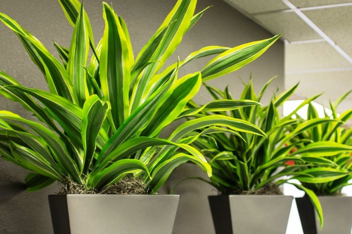 Tropické rostliny: tři ideální varianty pro jednoduchou výzdobu domu.