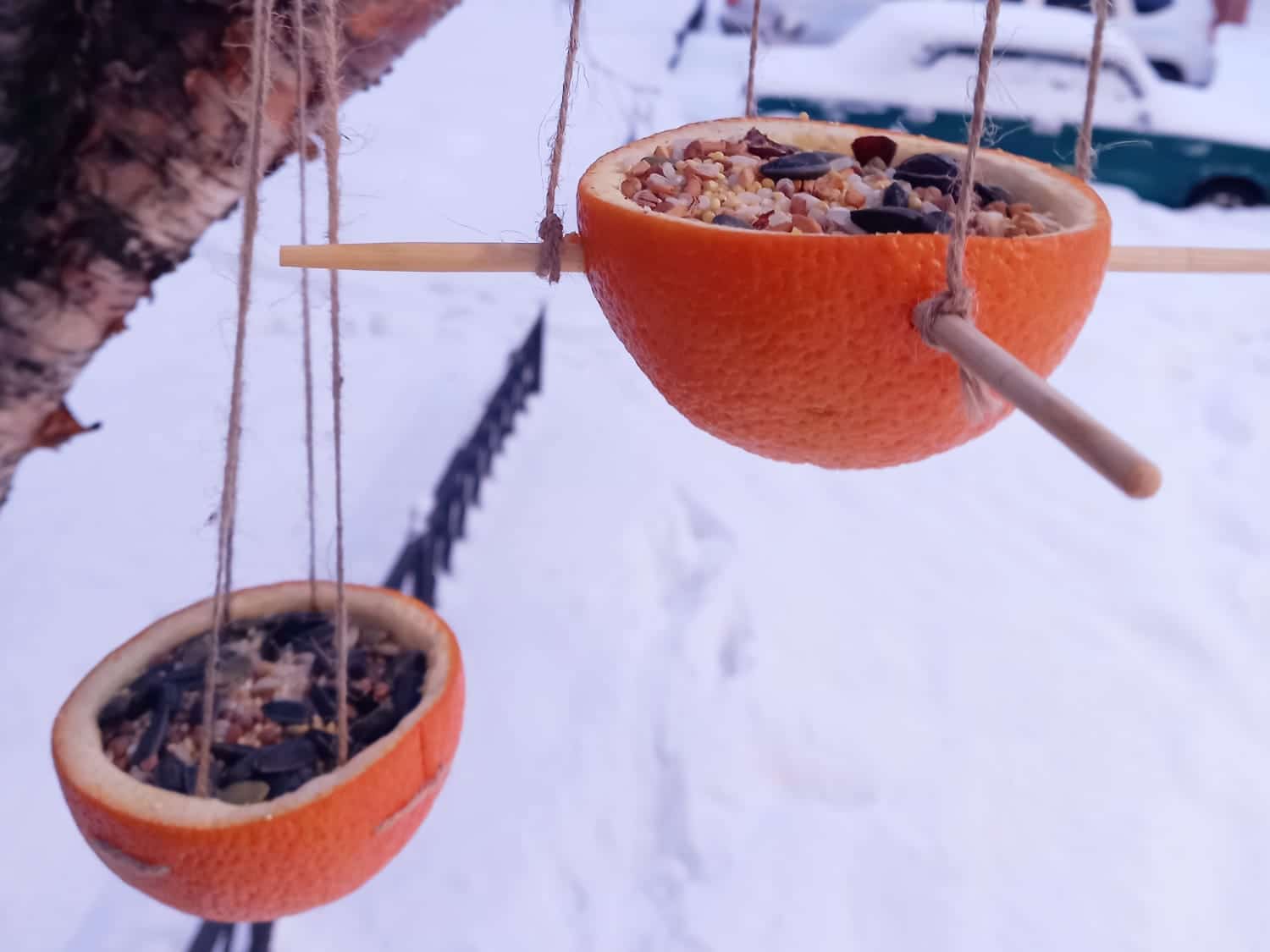 Nevyhazujte tento citrusový plod: ptáci ho v zimě milují (a vy pochopíte proč).