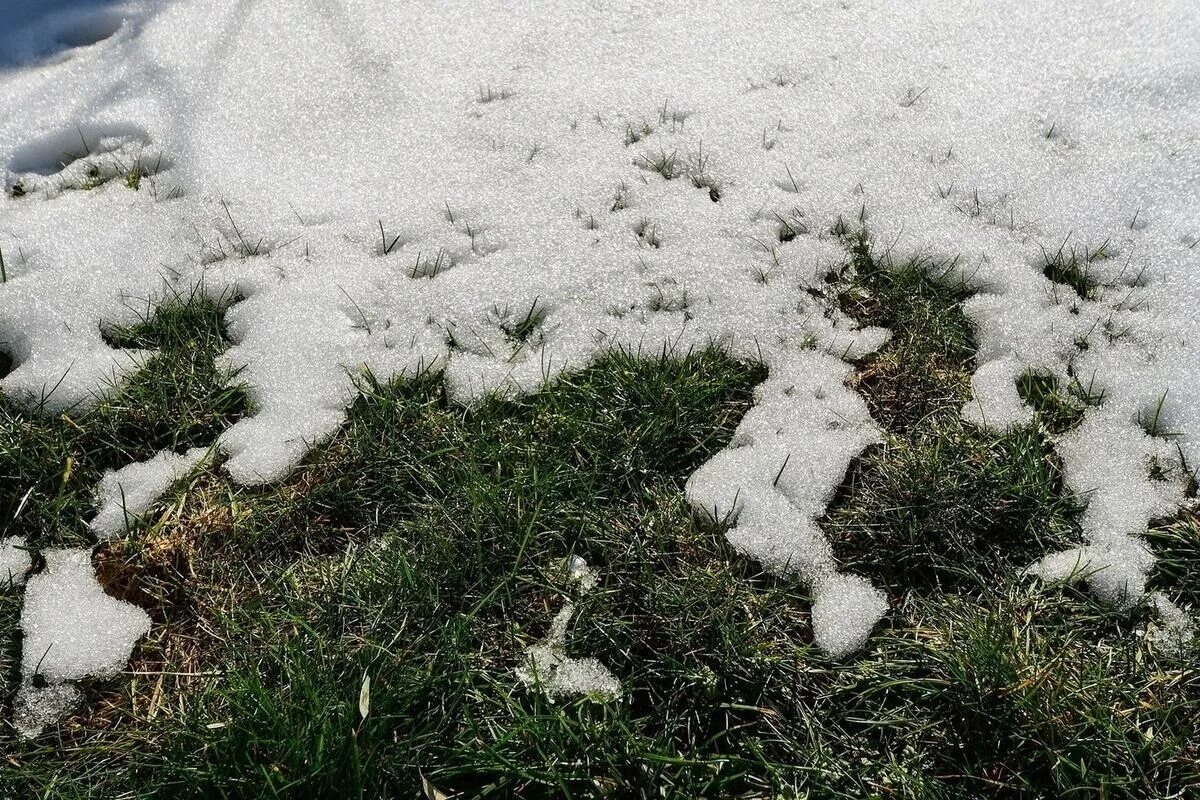 Je váš trávník pokrytý sněhem? Buďte opatrní, škody mohou být obrovské.