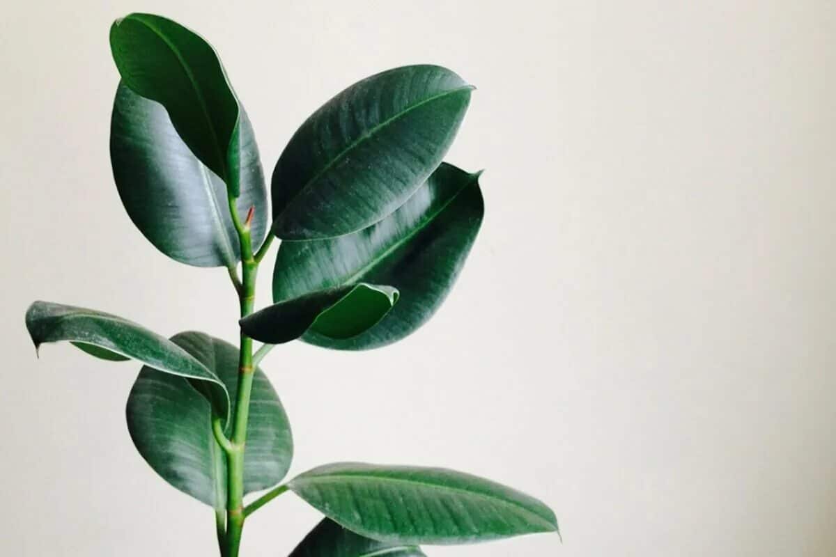 Požadavky na fíkus elastický – Jak se o něj starat?