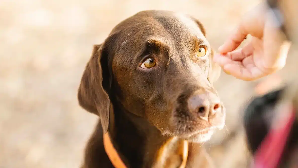 Rozumí váš pes víc, než si myslíte? Úžasný objev ve světě domácích mazlíčků, který ohromil vědce.