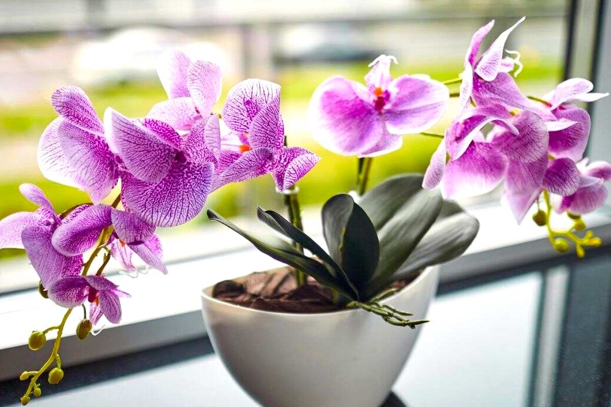 Zastřihněte a pečujte o svou orchidej. Nové poupata se objeví dříve, než si myslíte.