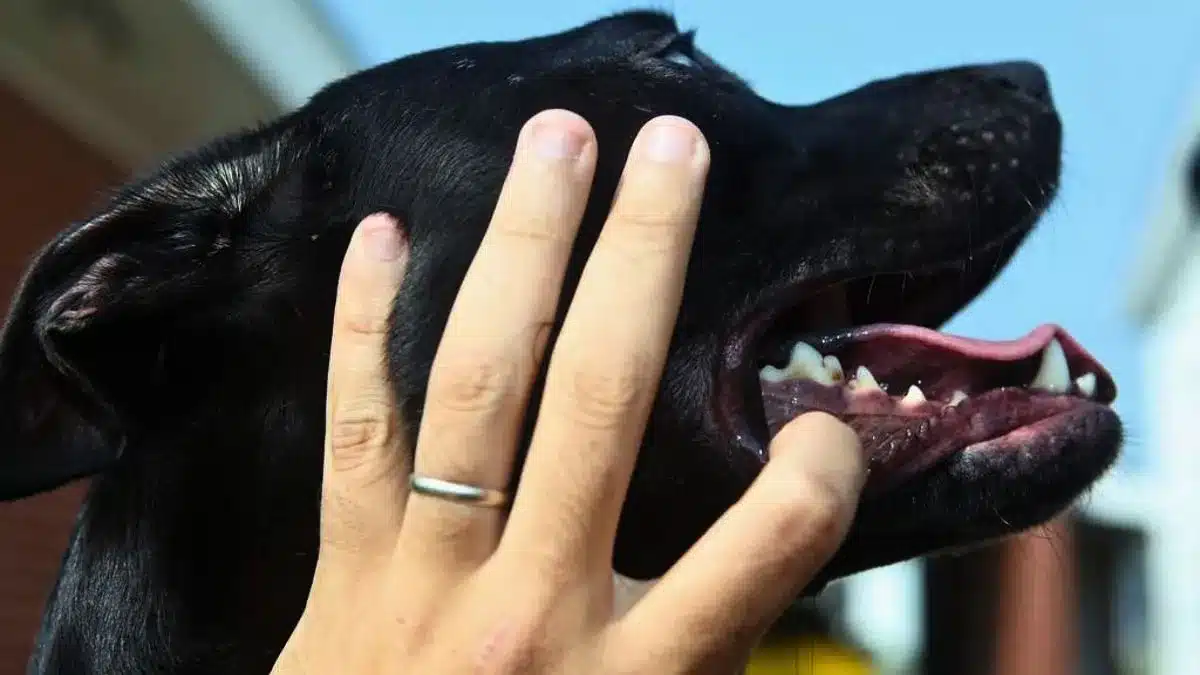 Co znamená modrá dásně u vašeho psa a proč je to vážný veterinární problém?