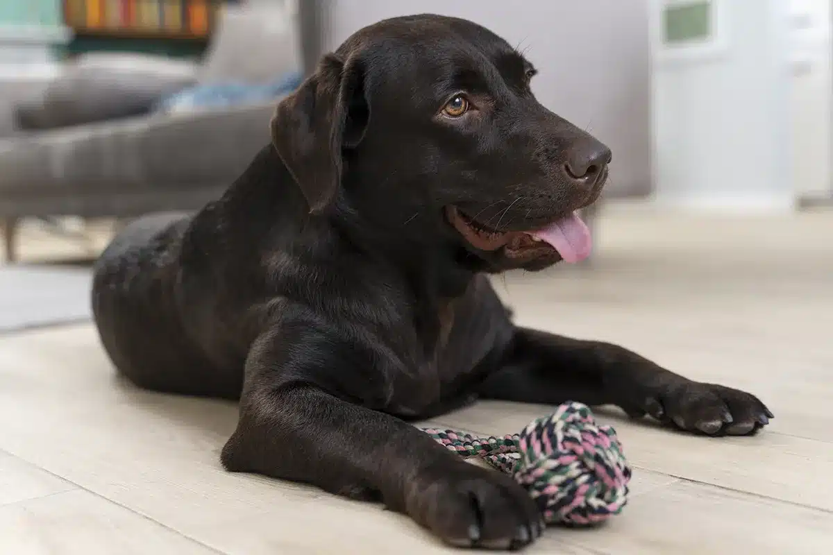 Rozumí váš pes víc, než si myslíte? Úžasný objev ve světě domácích mazlíčků, který ohromil vědce.