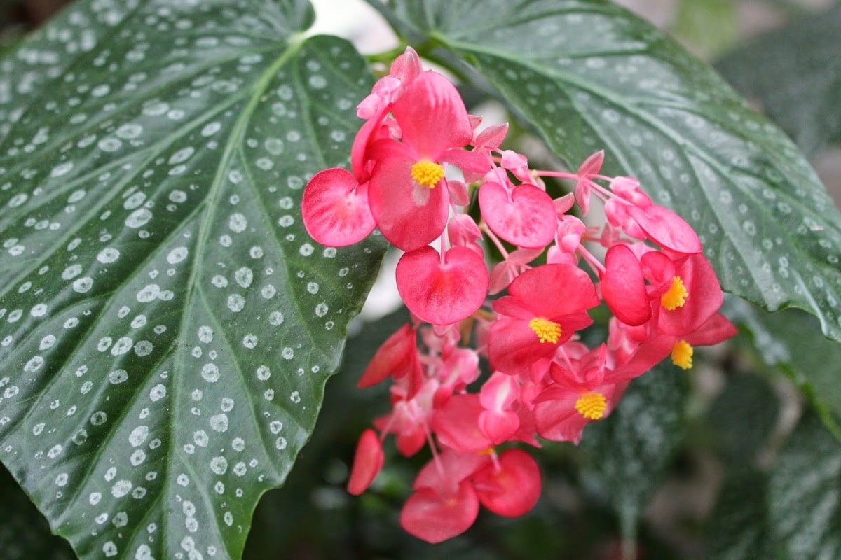 Zasejte tyto květiny v lednu. Vaše zahrada se rychle promění v louku.