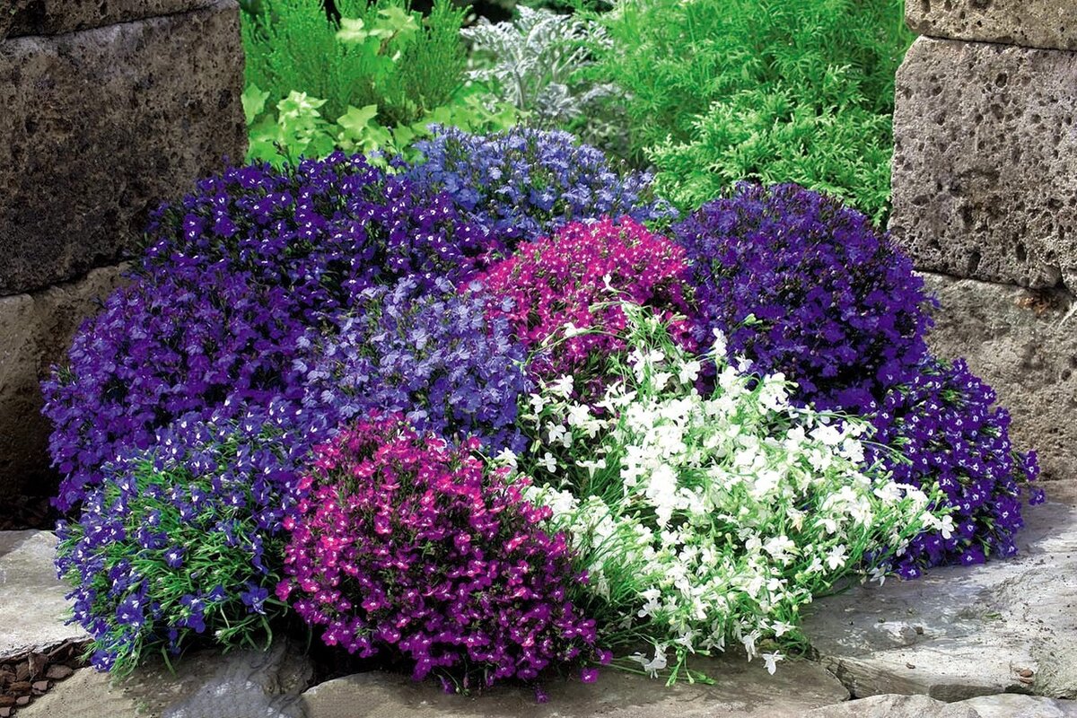 Zasejte tyto květiny v lednu. Vaše zahrada se rychle promění v louku.