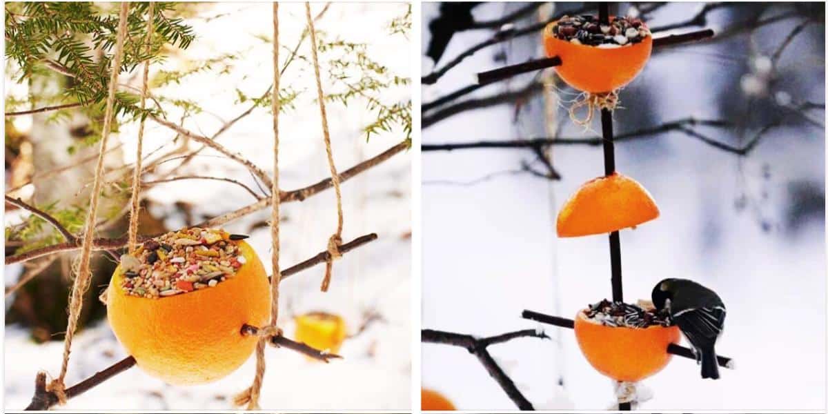 Nevyhazujte tento citrusový plod: ptáci ho v zimě milují (a vy pochopíte proč).