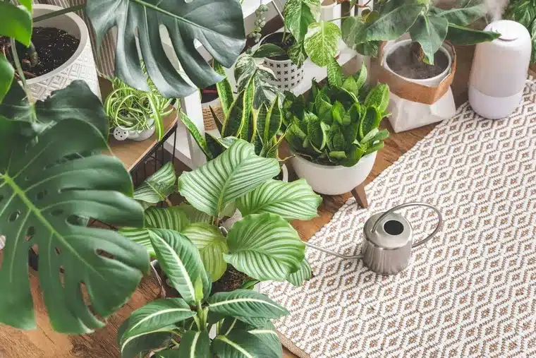 Tropické rostliny: tři ideální varianty pro jednoduchou výzdobu domu.