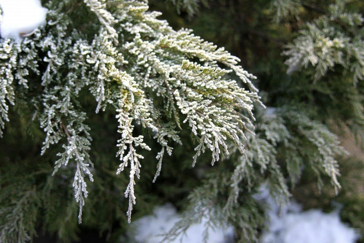 Vaše tui vypadají bledě a matně? Takto jim můžete vrátit jasně zelenou barvu.